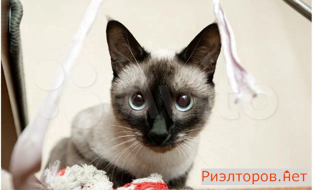 ������ �������� ����� ������� ������������ 37 21 (���� �20)