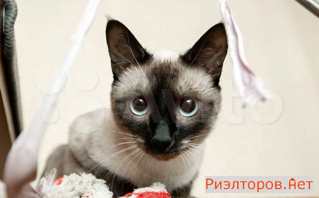 ������ �������� ����� ������� ������������ 37 21 (���� �10)