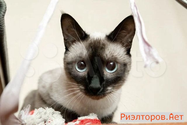 ������ �������� ����� ������� ������������ 37 21 (���� �30)