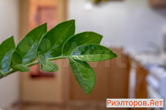 ����� �������� ����� ��������� �������� 19 (���� �4)