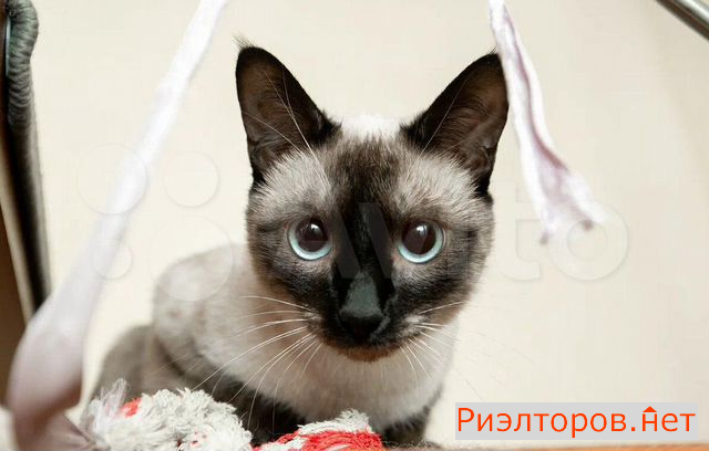 ������ �������� ����� ������� ������������ 37 21 (���� �12)