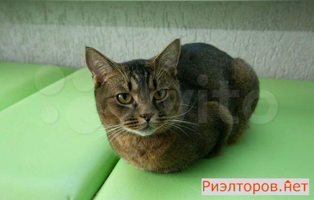 ������ �������� ����� ������� ������������ 37 21 (���� �18)