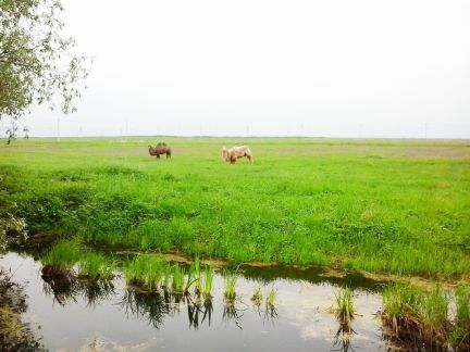 ������ ��������� ������� ������ ����� (���� �13)