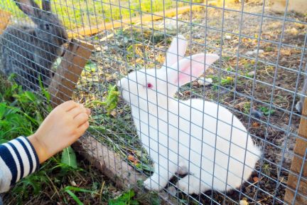 ������ ��������� ������� ������ ����� (���� �7)