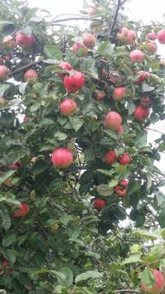 ������ ��� ������� ��������� (���� �3)