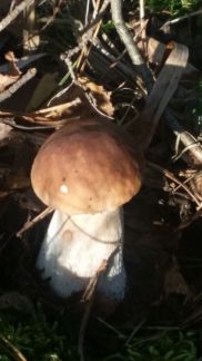 ������ ��� ������� ��������� (���� �4)