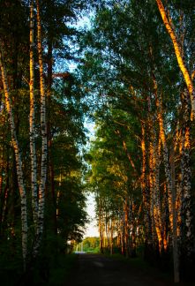 ������ ��������� ������� ��������������� ����� (���� �17)