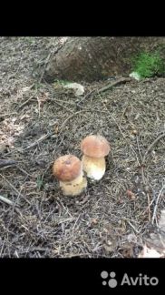   3      .  ( 17)