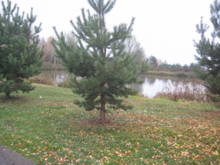 ������ ��� ������ �������� ����� (���� �6)