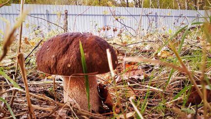 ������ ��� ������� ������� (���� �6)