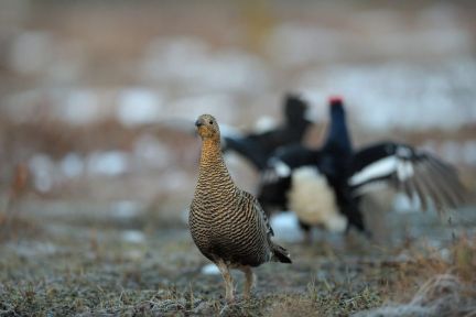 ������ ��������� ������� ���������� ������� �� 50 �� �� ������������� (���� �8)