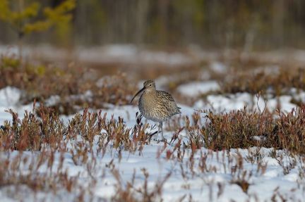 ������ ��������� ������� ���������� ������� �� 50 �� �� ������������� (���� �9)