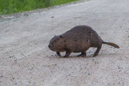 ������ ��������� ������� ���������� ������� �� 50 �� �� ������������� (���� �10)