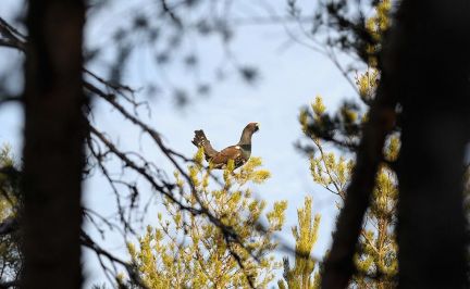 ������ ��������� ������� ���������� ������� �� 50 �� �� ������������� (���� �12)