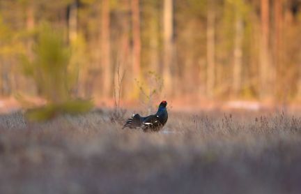 ������ ��������� ������� ���������� ������� �� 50 �� �� ������������� (���� �13)