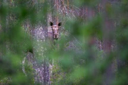 ������ ��������� ������� ���������� ������� �� 50 �� �� ������������� (���� �17)