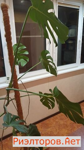 ������ �������� ������������ �������� 39 (���� �4)